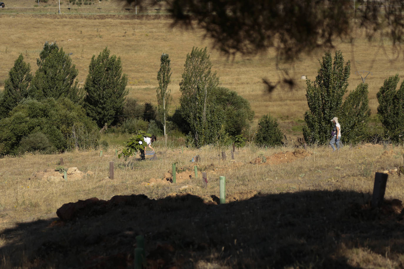 Al rescate de los árboles de El Zurguén