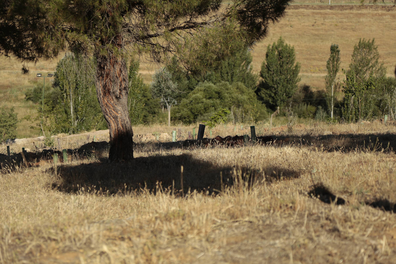 Al rescate de los árboles de El Zurguén