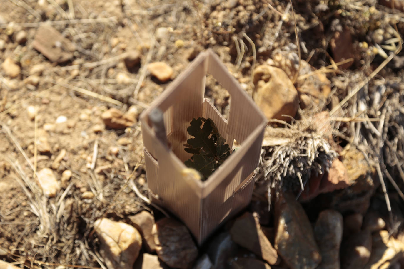 Al rescate de los árboles de El Zurguén