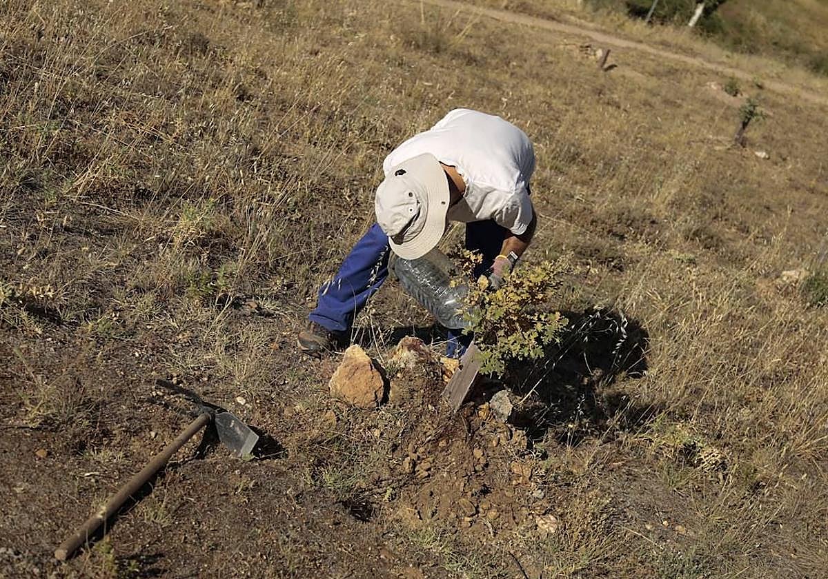 Al rescate de los árboles de El Zurguén
