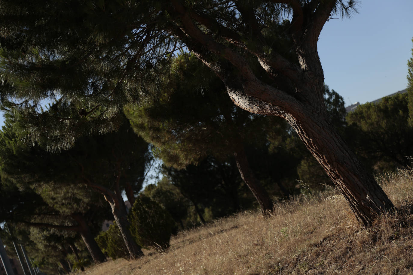Al rescate de los árboles de El Zurguén