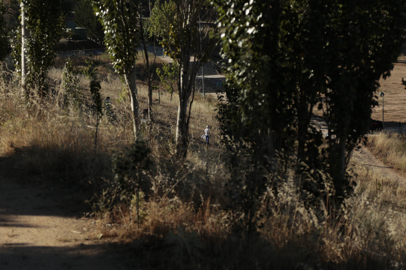 Al rescate de los árboles de El Zurguén