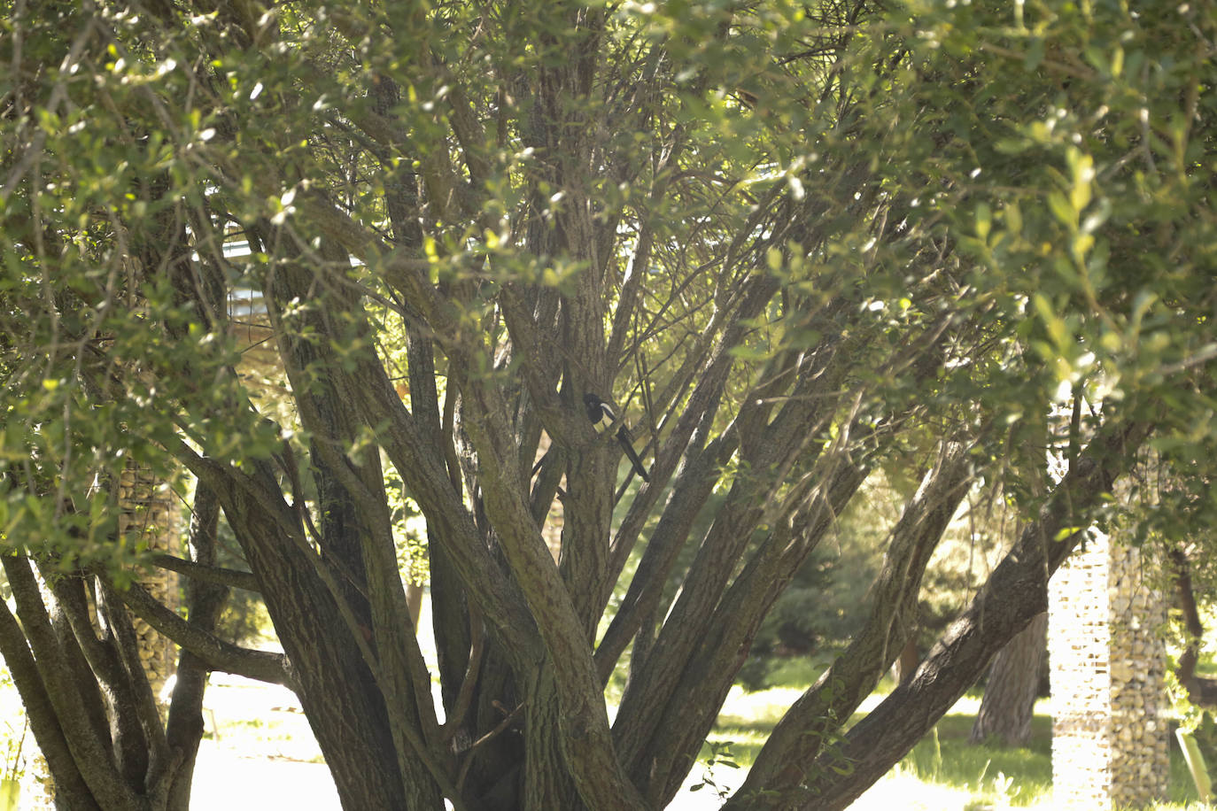 Huerta Otea, un parque con mucha vida y grandes inversiones