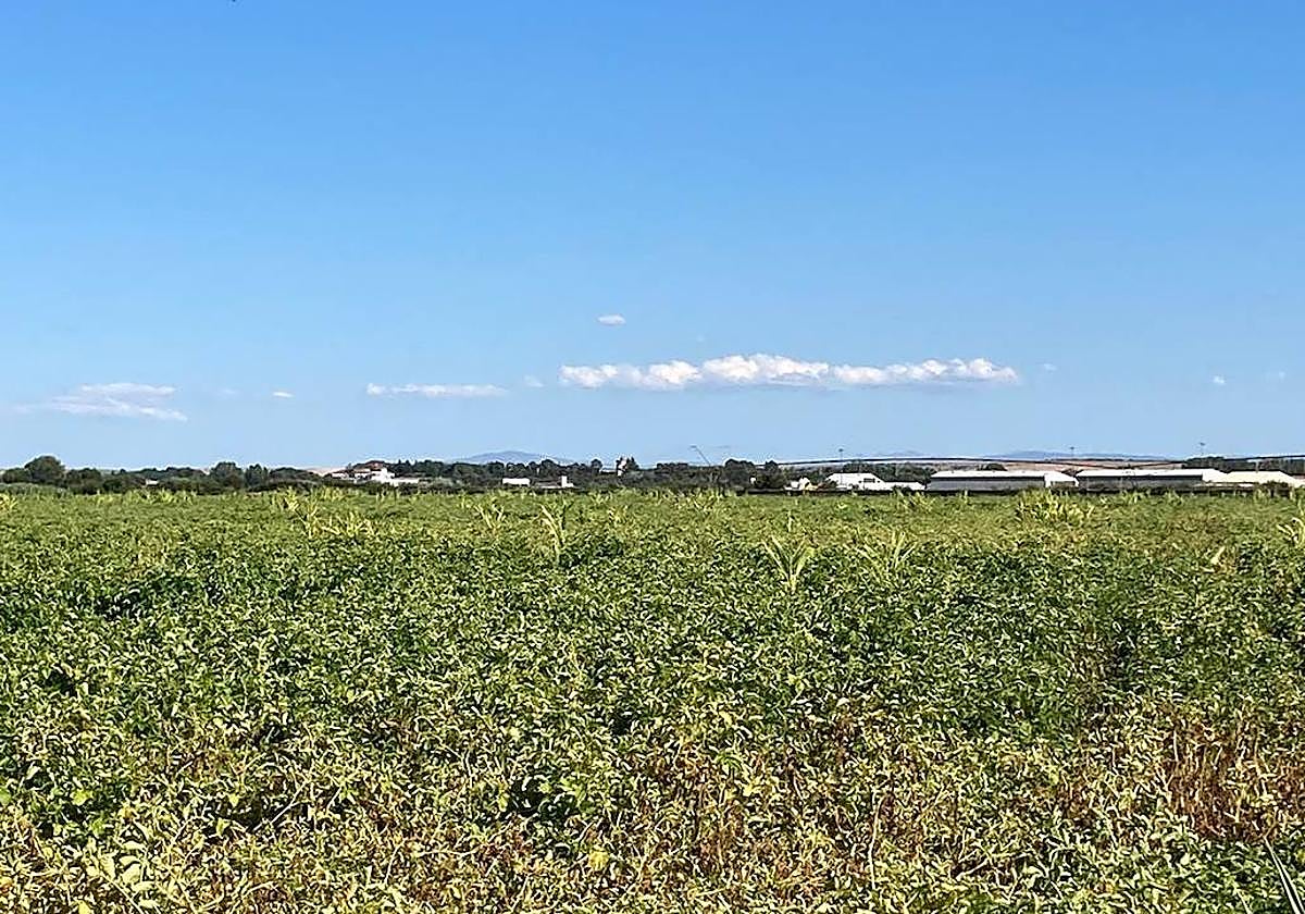La patata de Salamanca, de las más codiciadas por su calidad «excelente»