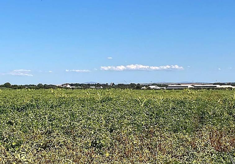 Campo de patata en Salamanca.