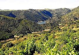 Viñedos de las Arribes del Duero.