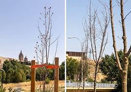 Diferentes ejemplares de arboles secos en el Parque Elio Antonio de Nebrija en Salamanca.