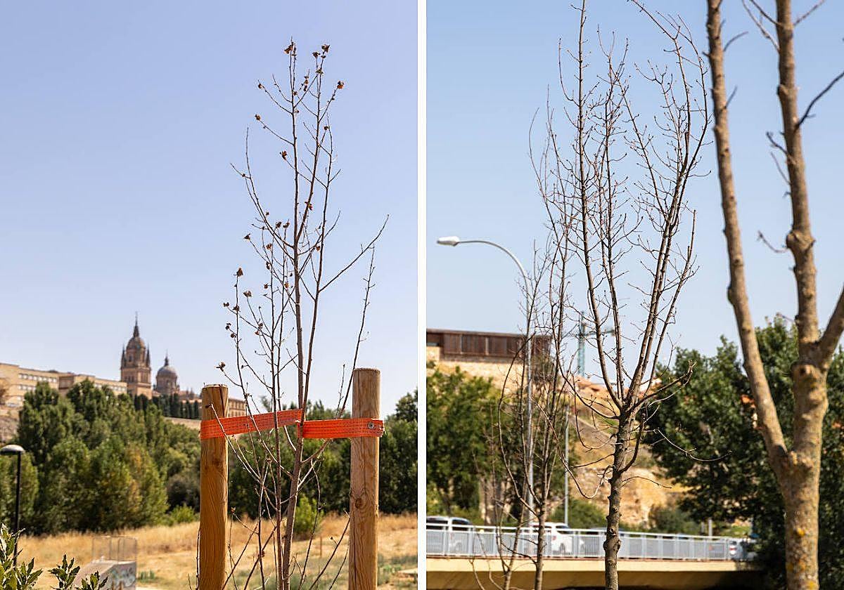 Diferentes ejemplares de arboles secos en el Parque Elio Antonio de Nebrija en Salamanca.