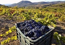 Viñedos en la Sierra de Salamanca.