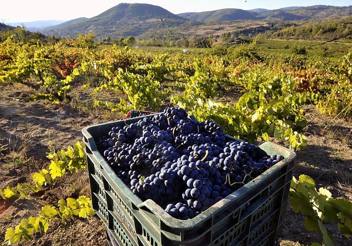 Viñedos en la Sierra de Salamanca.