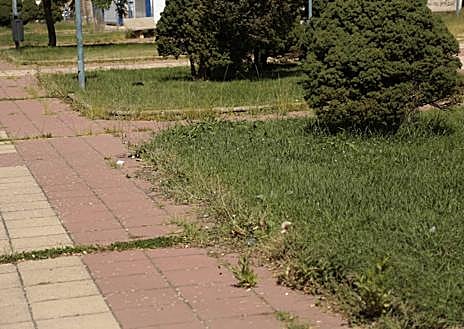 Imagen secundaria 1 - La contradicción de arrasar con limpiezas agresivas los solares municipales y pretender renaturalizar Salamanca