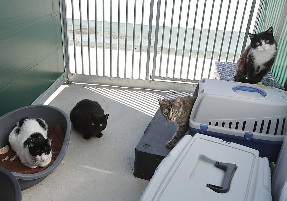 280 perros y gatos abandonados en Salamanca y próximas sanciones de hasta 6.000 euros