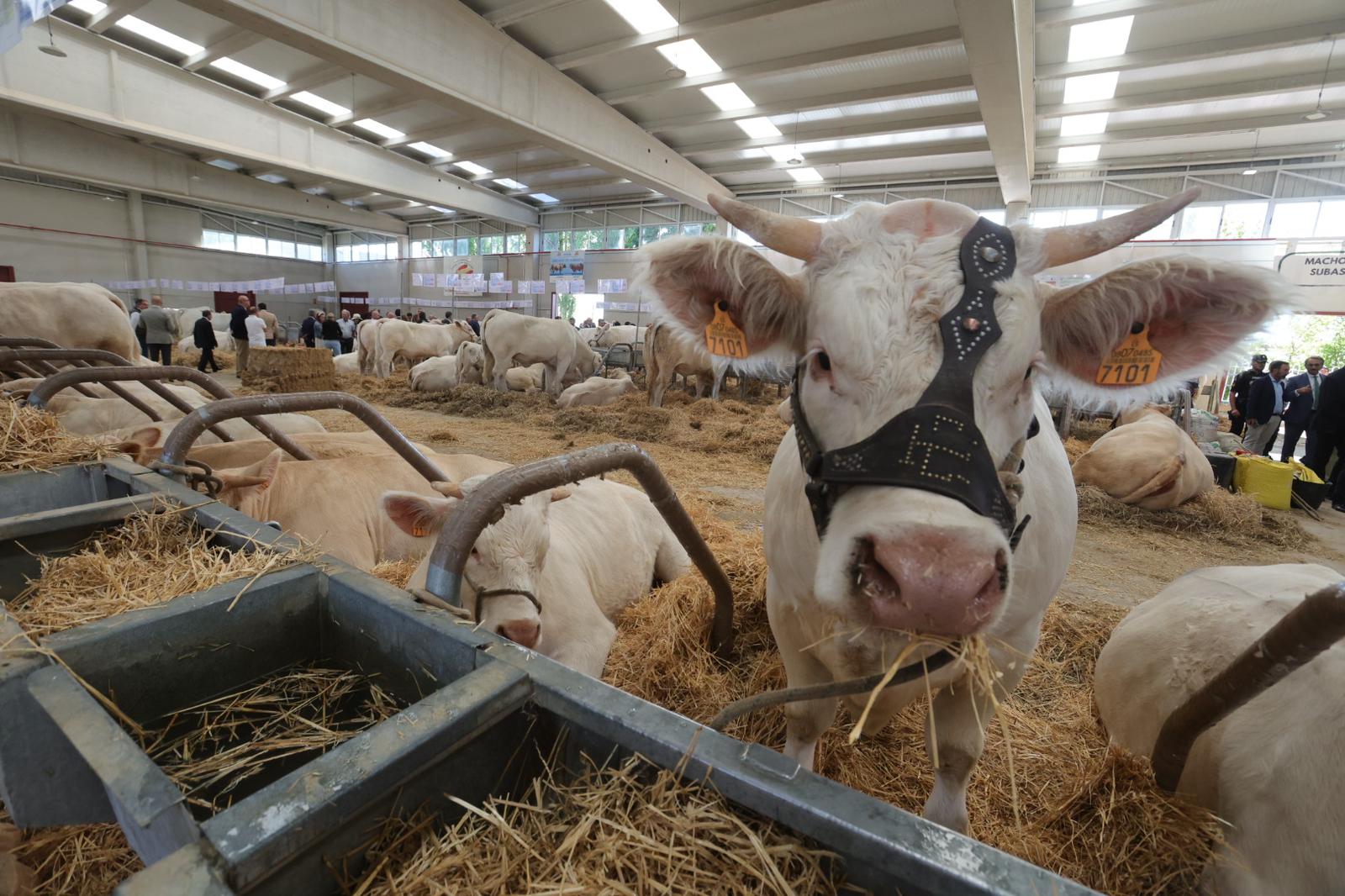 Inaugurada Salamaq, Feria del Sector Agropecuario y Exposición Internacional de Ganado Puro