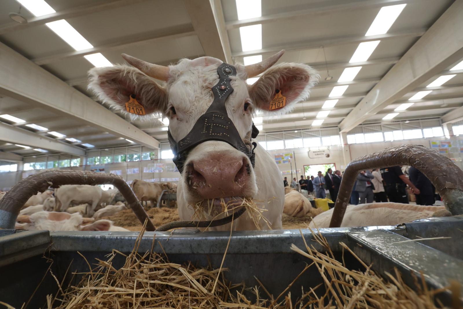 Inaugurada Salamaq, Feria del Sector Agropecuario y Exposición Internacional de Ganado Puro