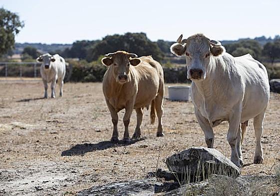 Ejemplares afectados por la Enfermedad Hemorrágica Epizóotica.