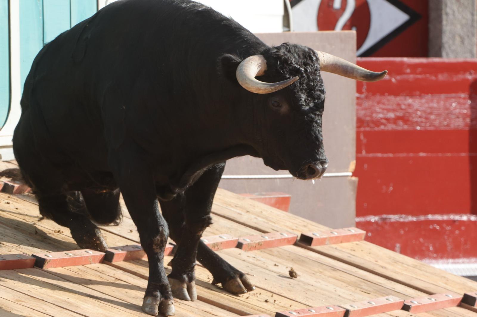 El desenjaule da el pistoletazo de salida a la feria taurina de Salamanca