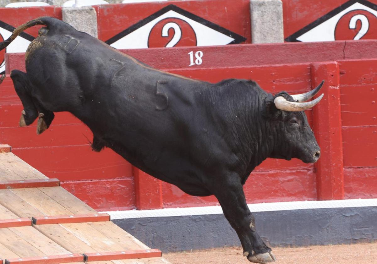 El desenjaule da el pistoletazo de salida a la feria taurina de Salamanca