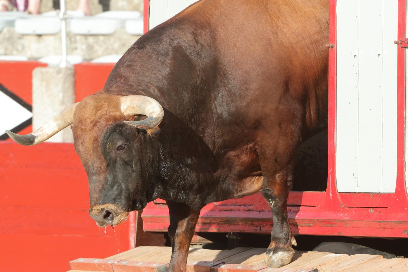 El desenjaule da el pistoletazo de salida a la feria taurina de Salamanca