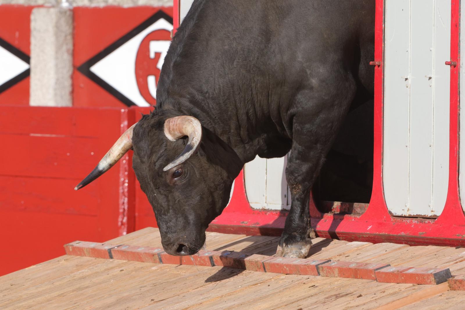 El desenjaule da el pistoletazo de salida a la feria taurina de Salamanca