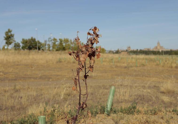 Una de las plantas ya secas en la zona de El Marín.