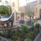 El 'gran árbol' de Salamanca plantado junto a la Plaza Mayor que tendrá que crecer