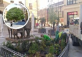 El ejemplar recién plantado y la simulación del aspecto que iba a tener.