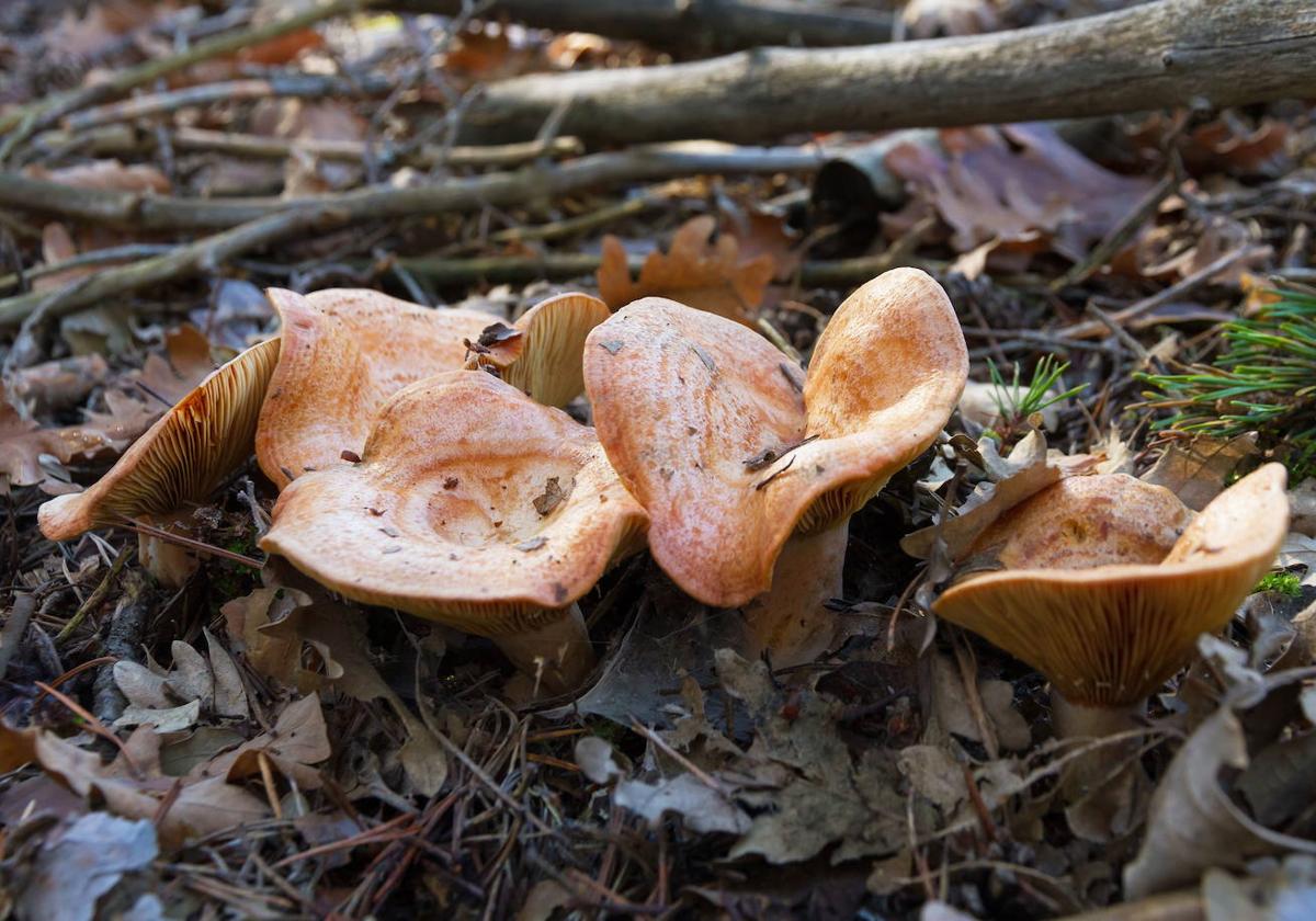 Setas Comestibles Niscalos ( Lactarius deliciosus )