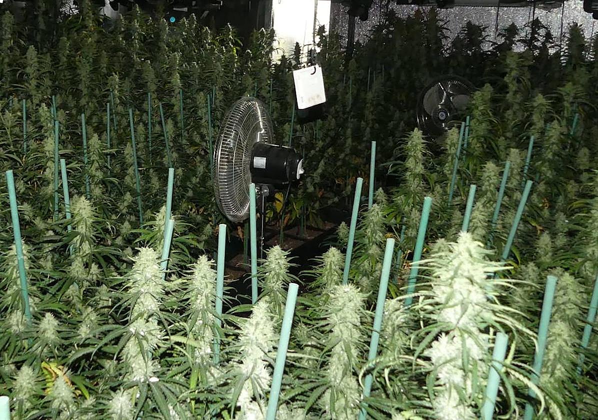 Imagen del interior de la nave donde se cultivaba la marihuana.