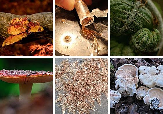 Predicen que tres de cada cuatro especies de plantas no descritas están «en vías de extinción»