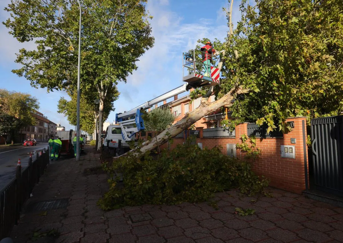 Imagen secundaria 1 - Una casa y un coche, aplastados en Salamanca por la caída de árboles