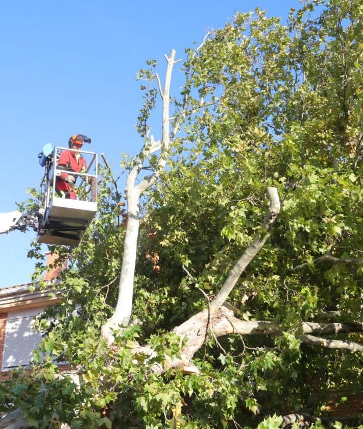 Imagen secundaria 2 - Una casa y un coche, aplastados en Salamanca por la caída de árboles