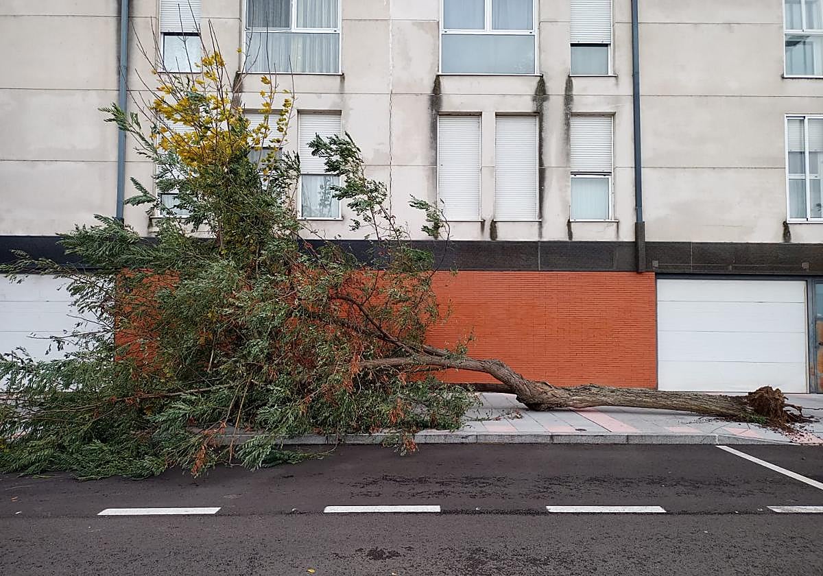 Uno de los árboles deribados por el viento en Salamanca.