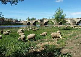 Ovejas pastando en las inmediaciones del río Águeda en Ciudad Rodrigo, Salamanca