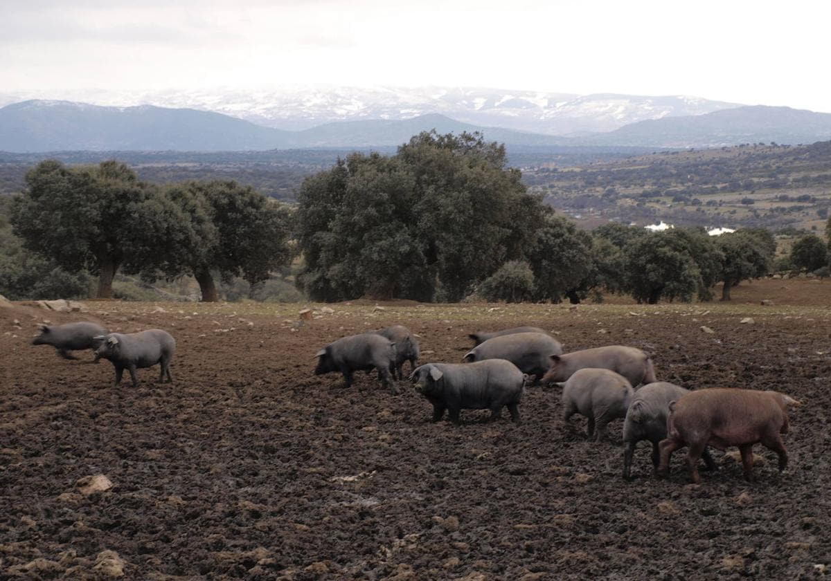 Cerdos en la comarca de Guijuelo