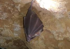 Murciélago en uno de los refugios.