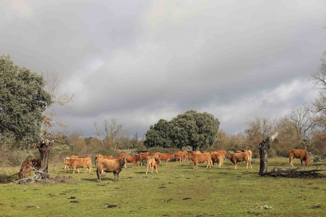 Ganadería regenerativa en Salamanca