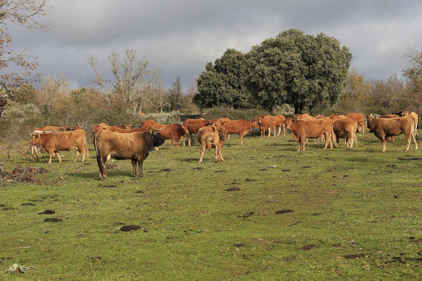Ganadería regenerativa en Salamanca
