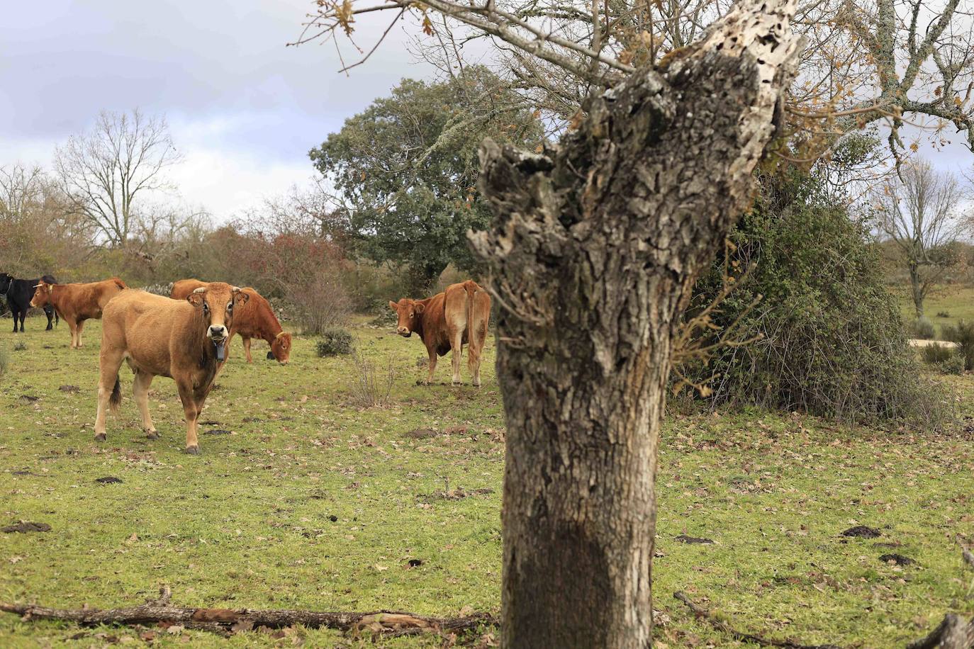 Ganadería regenerativa en Salamanca