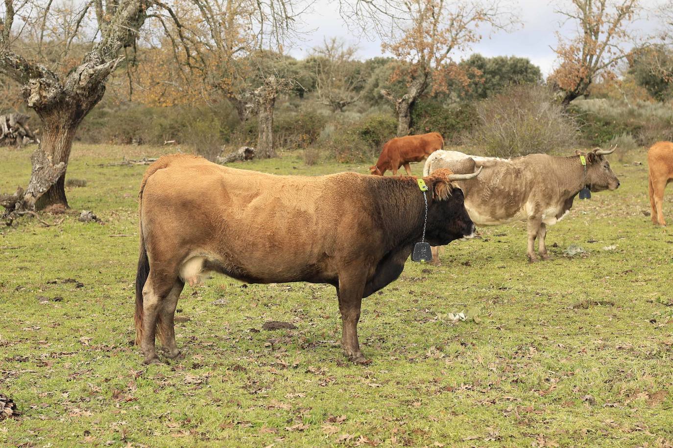 Ganadería regenerativa en Salamanca