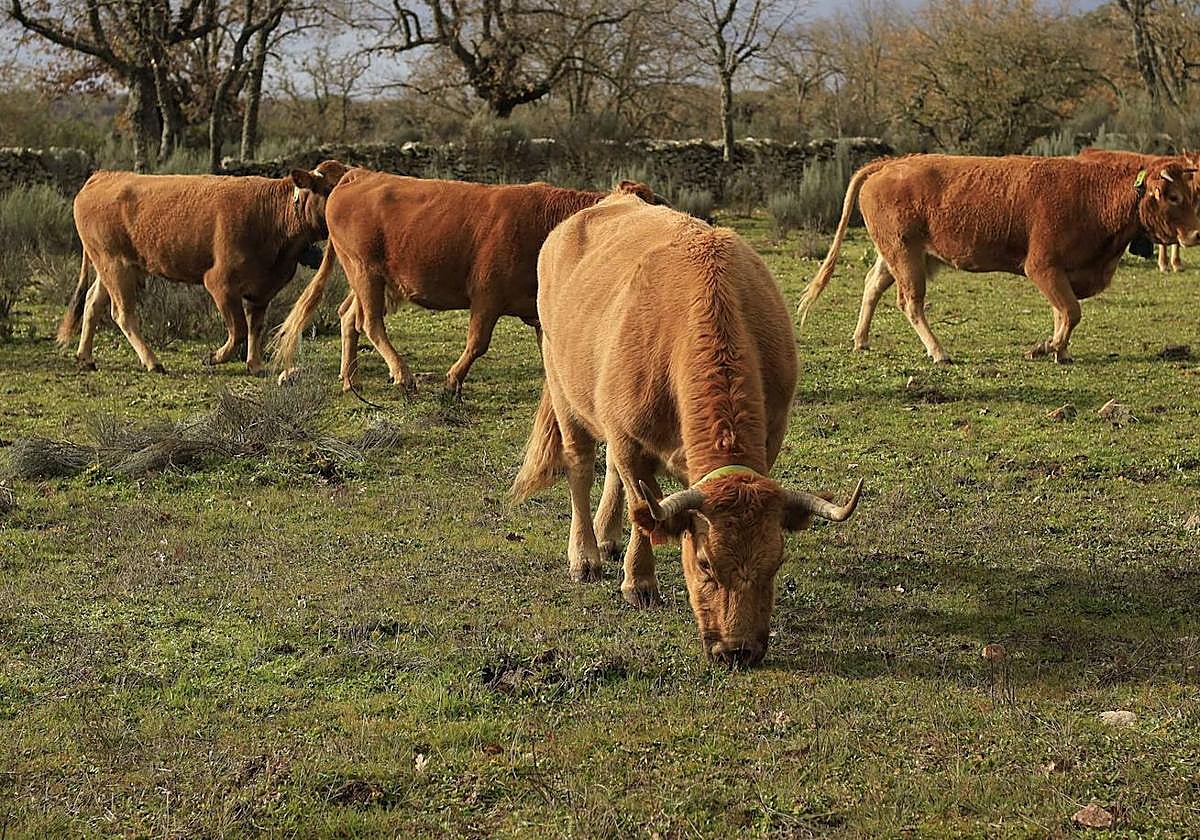 Ganadería regenerativa en Salamanca