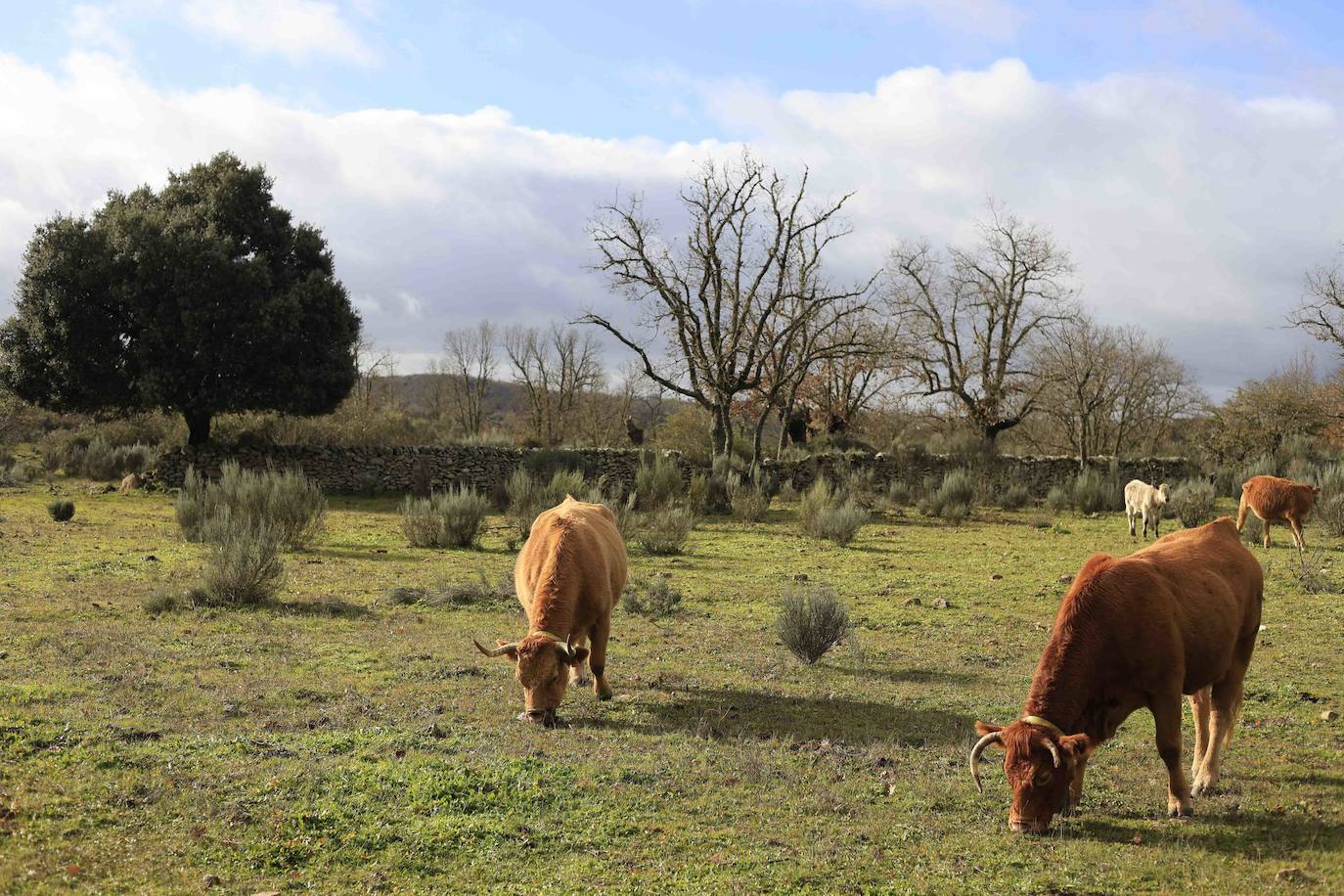 Ganadería regenerativa en Salamanca