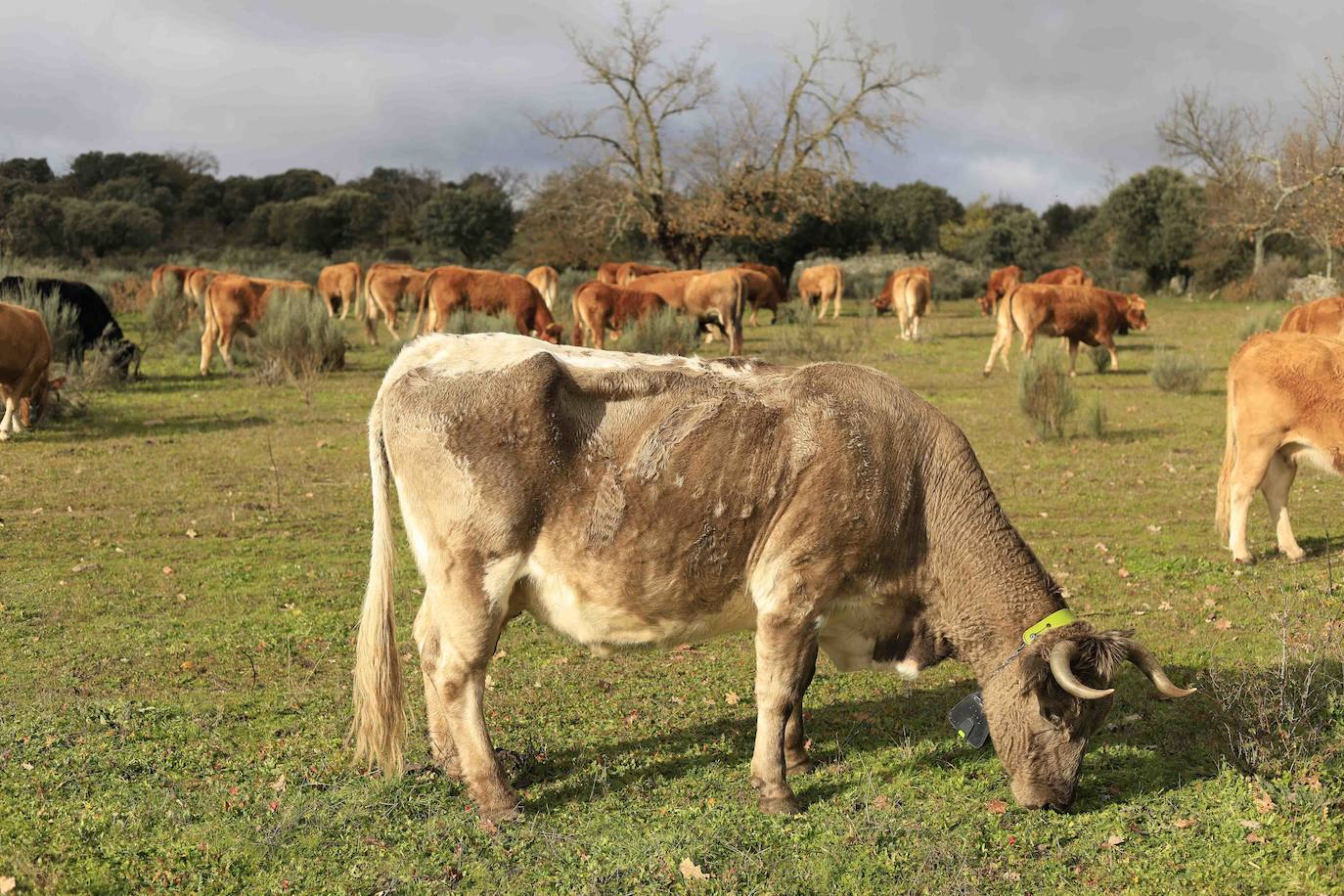 Ganadería regenerativa en Salamanca