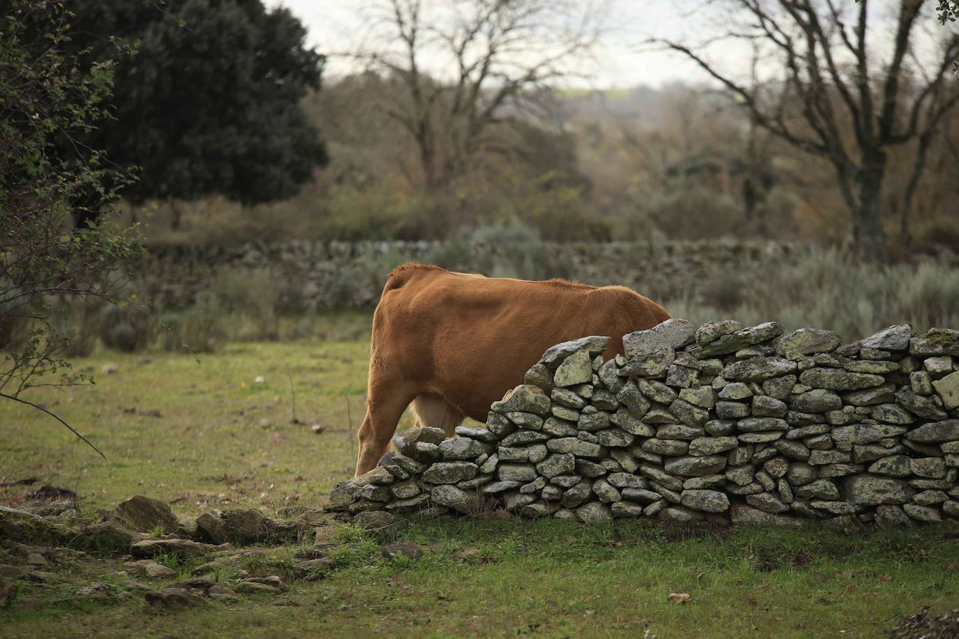Ganadería regenerativa en Salamanca