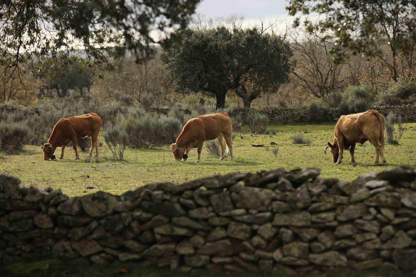 Ganadería regenerativa en Salamanca