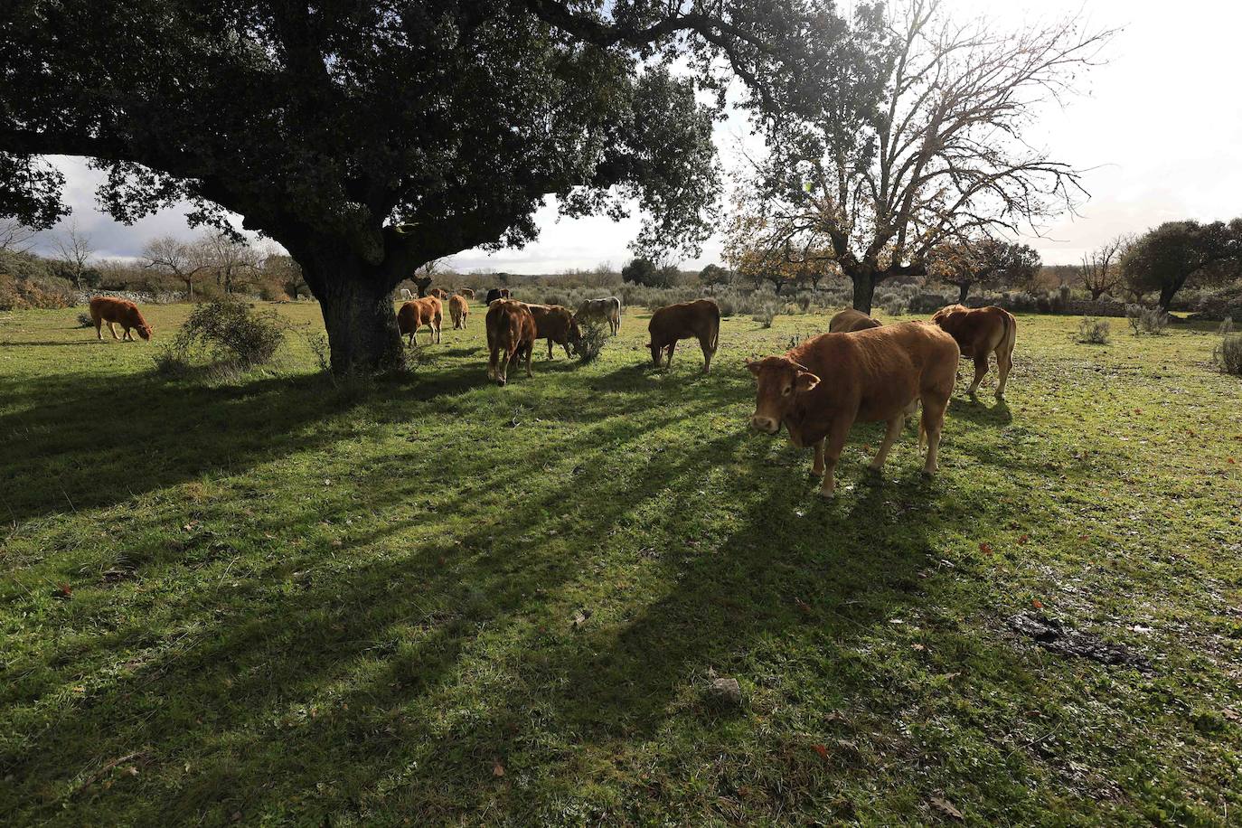 Ganadería regenerativa en Salamanca
