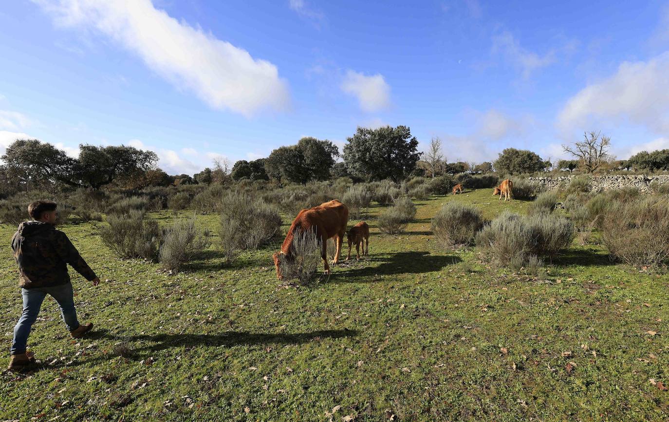 Ganadería regenerativa en Salamanca