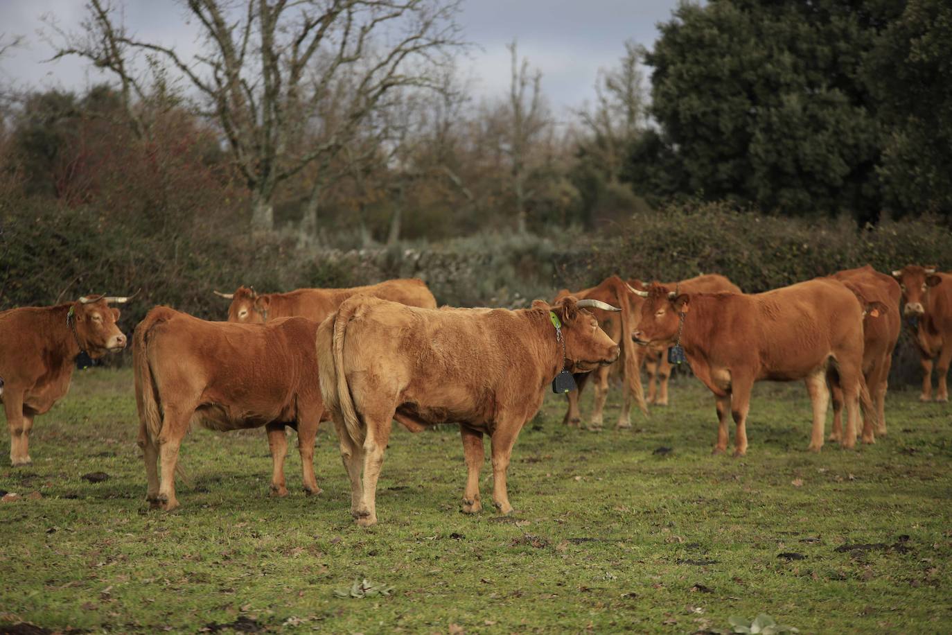 Ganadería regenerativa en Salamanca