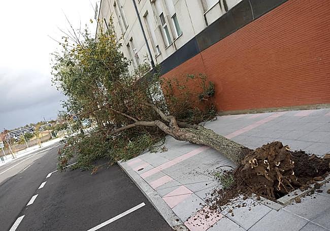 Caída de árboles por el paso de la borrasca «Ciarán» por Salamanca.