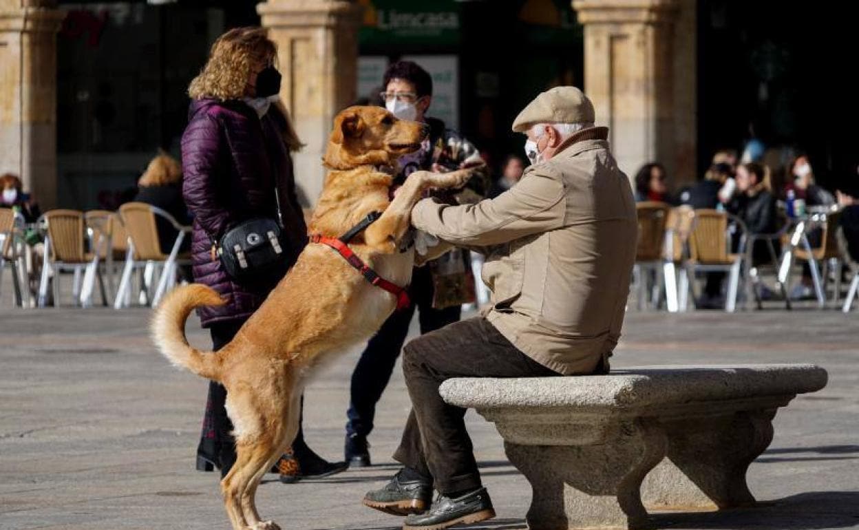 Persona mayor con su mascota en la Plaza Mayor de Salamanca. 