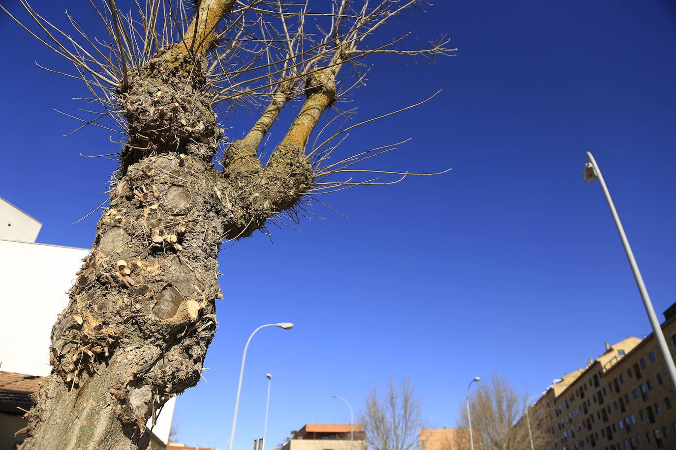 Fotos: El sistema de podas del Ayuntamiento de Salamanca cada vez despierta más recelos